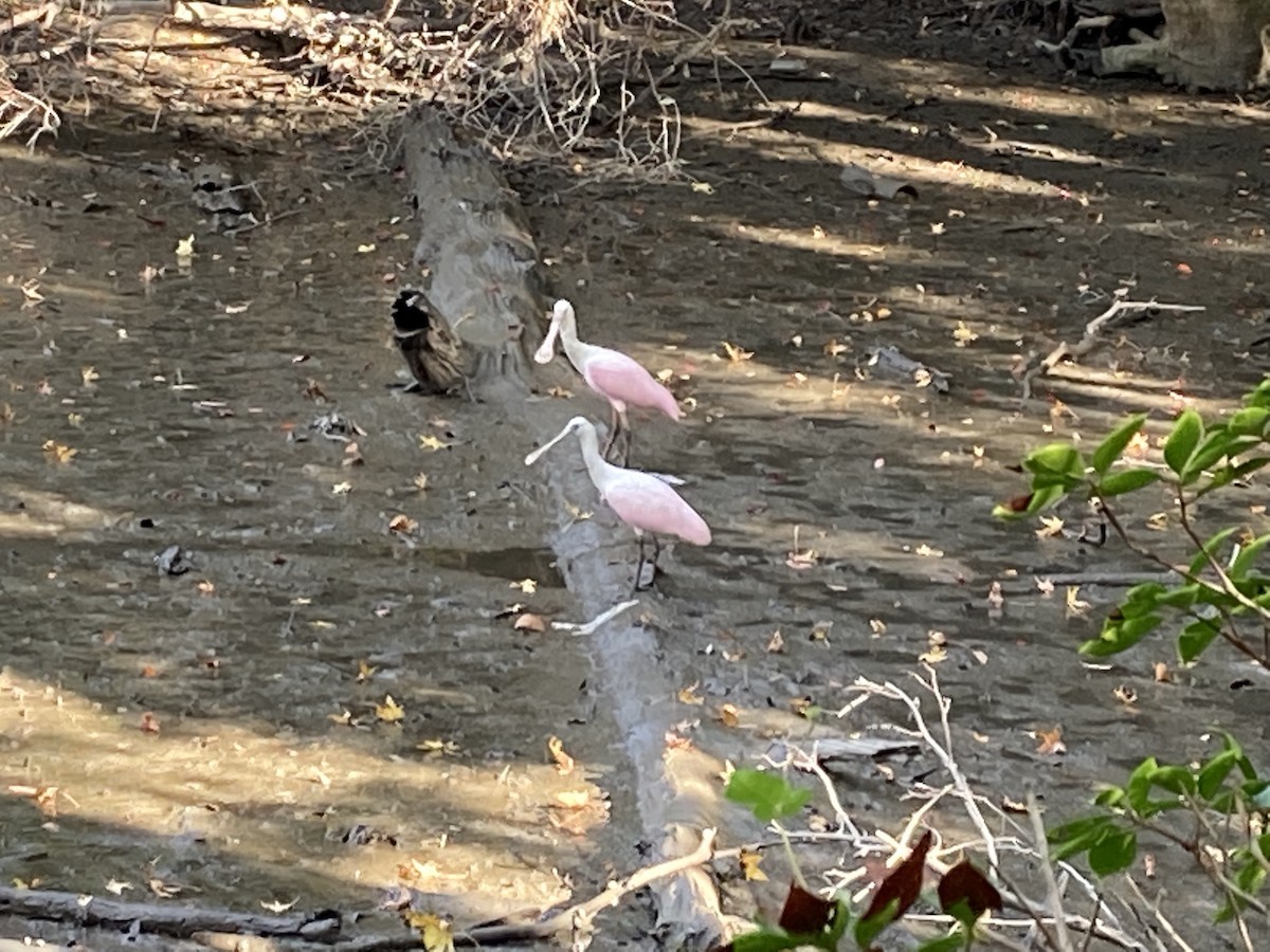 Roseate Spoonbill - ML380617431