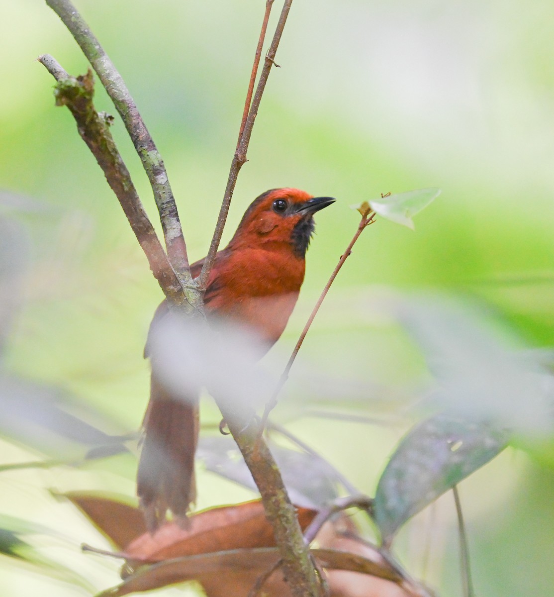 Ruddy Spinetail - Simon van der Meulen