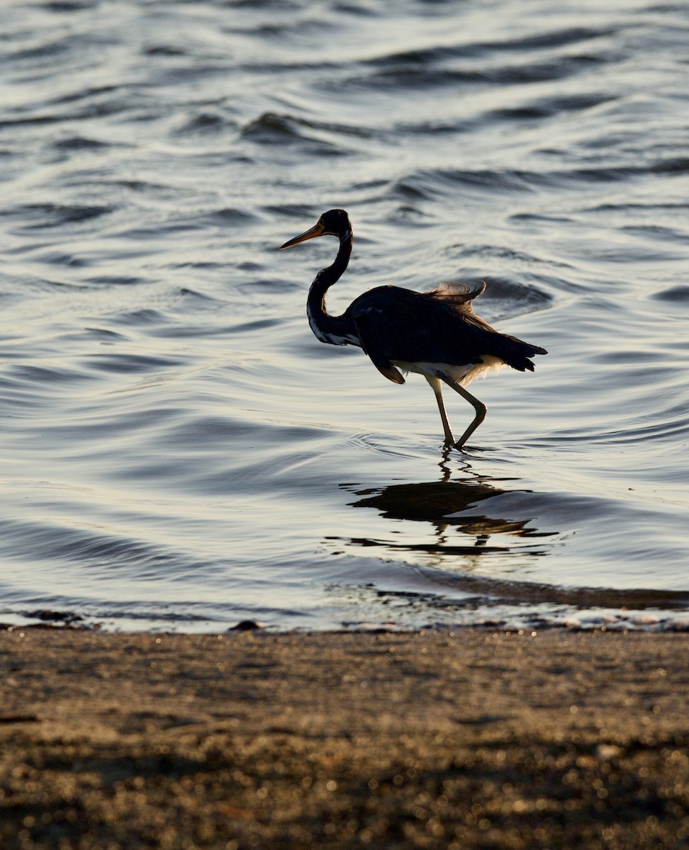 Tricolored Heron - ML380618151