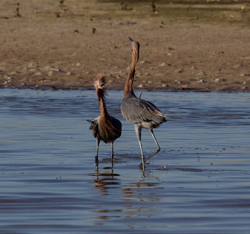 Reddish Egret - ML380618201