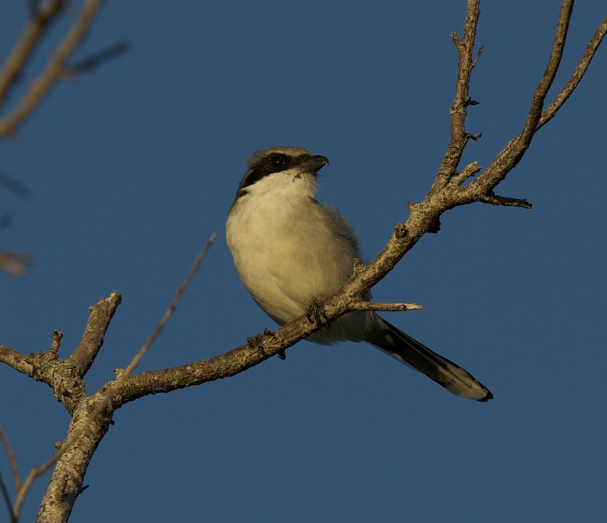 Loggerhead Shrike - ML380618331