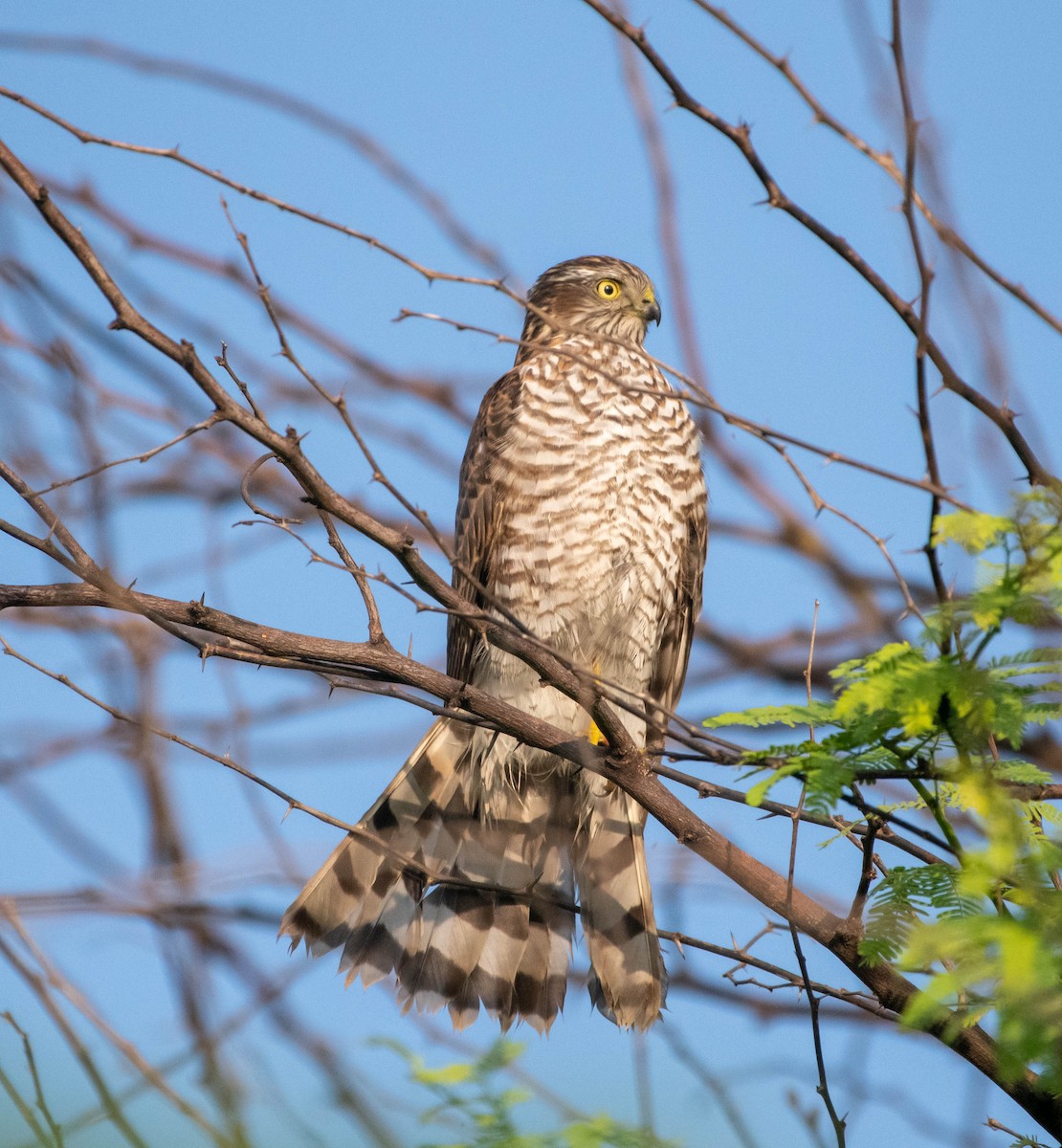 Eurasian Sparrowhawk - ML380618411