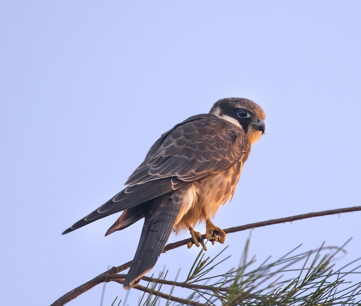 Eurasian Hobby - punit  karia