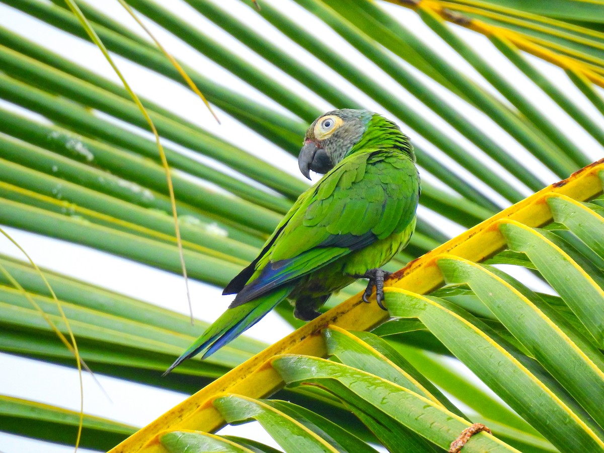 Dusky-headed Parakeet - Andres Mauricio Henao Quintero
