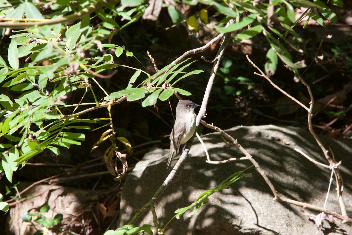 Eastern Phoebe - Seth Factor