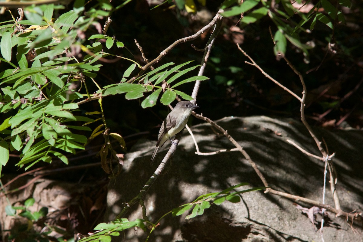 Eastern Phoebe - ML380619281