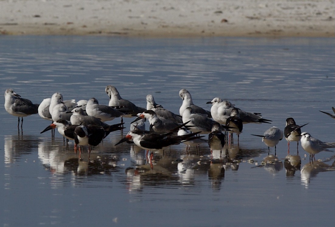 Black Skimmer - ML380619521