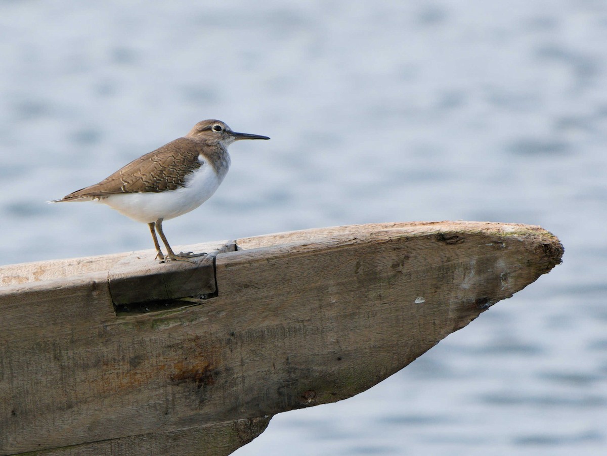 Common Sandpiper - ML380620291