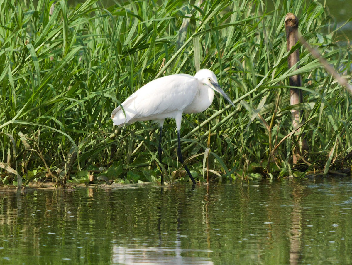 Little Egret - ML380620361