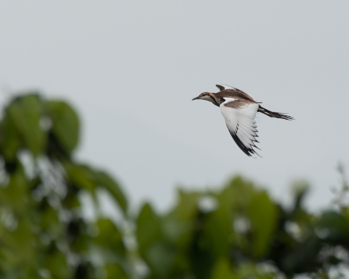 Pheasant-tailed Jacana - ML380620381