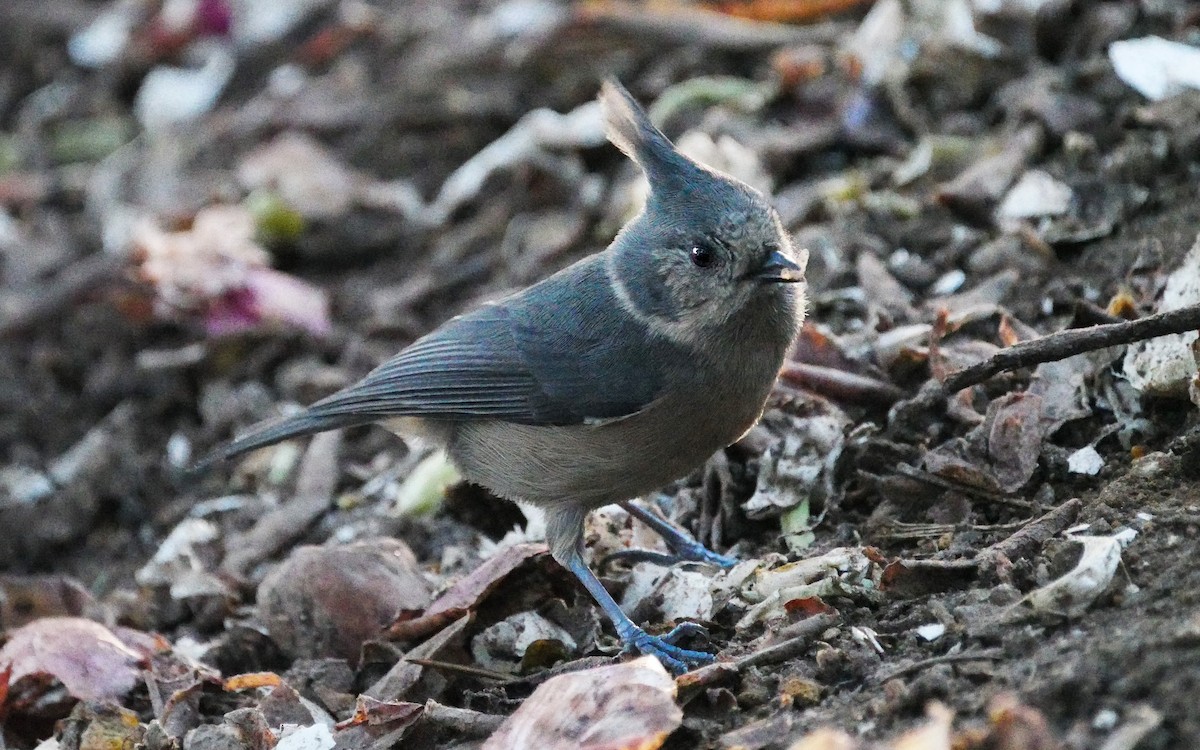 Herrerillo Crestigrís - ML380620391