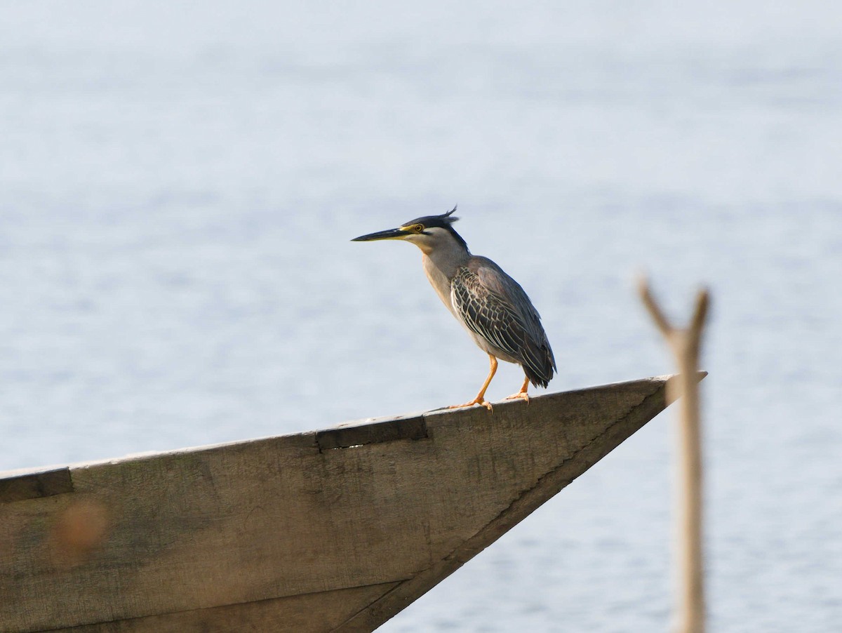 Striated Heron - ML380620511