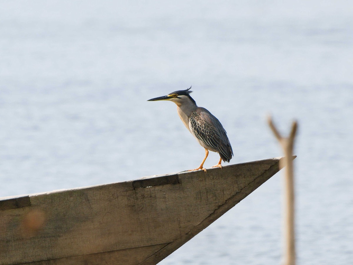 Striated Heron - ML380620511