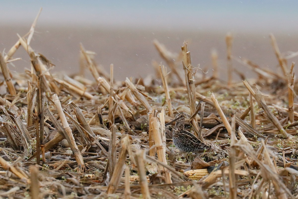 Wilson's Snipe - ML380620711