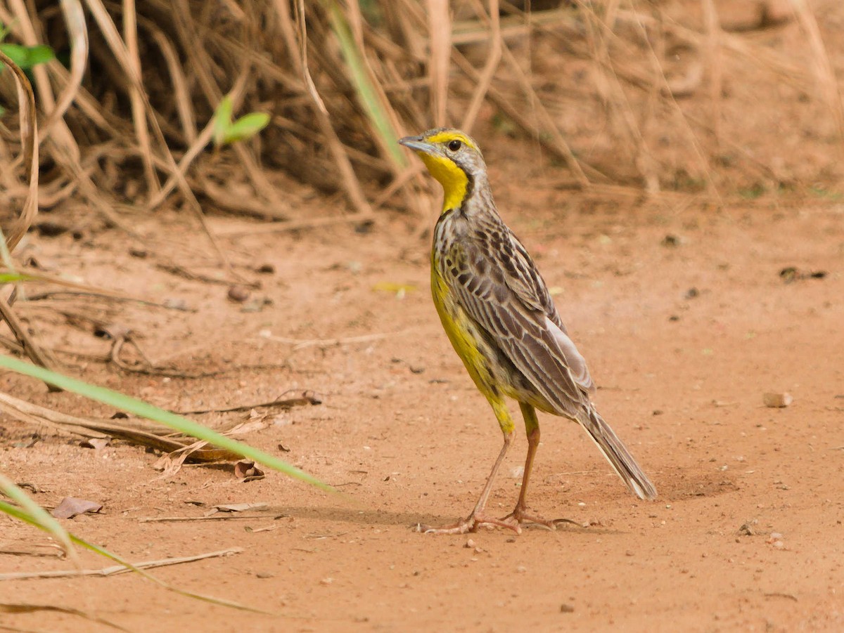 Yellow-throated Longclaw - ML380620901