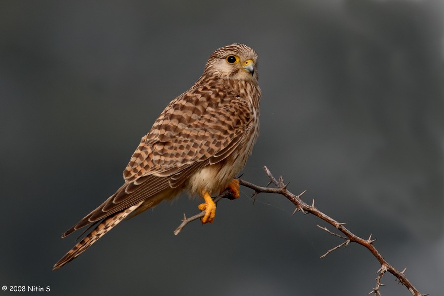 Eurasian Kestrel - Nitin Srinivasa Murthy