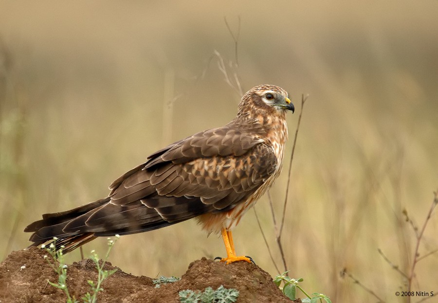 Montagu's Harrier - Nitin Srinivasa Murthy