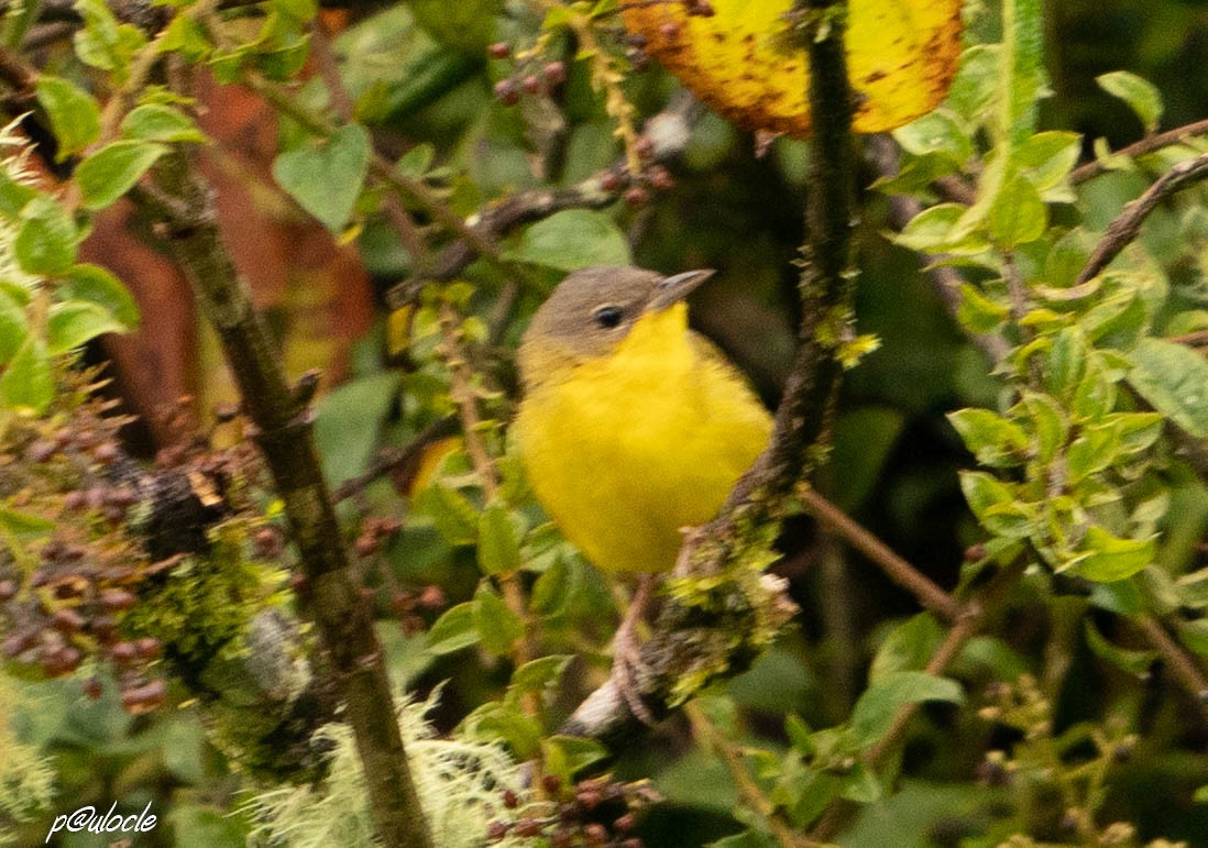 masked yellowthroat sp. - ML380621371