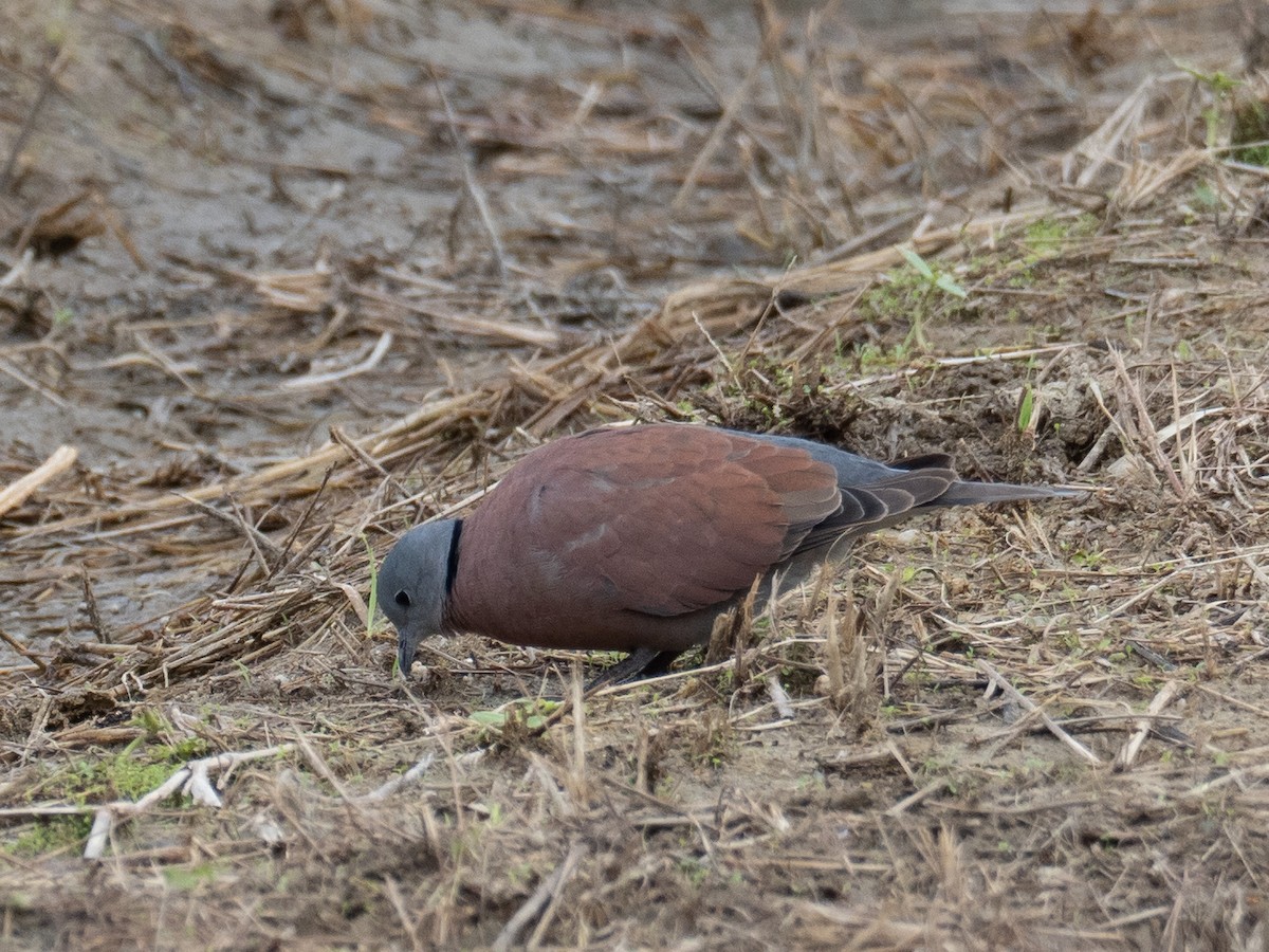Red Collared-Dove - ML380621401
