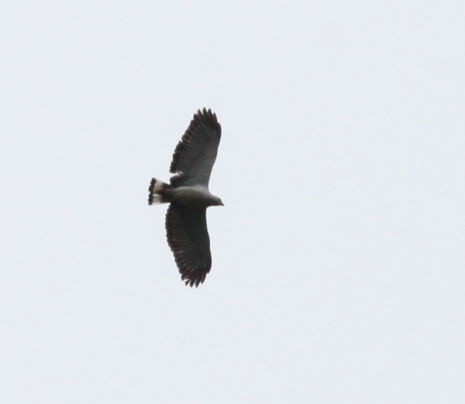 White-necked Hawk - Scott (瑞興) LIN(林)