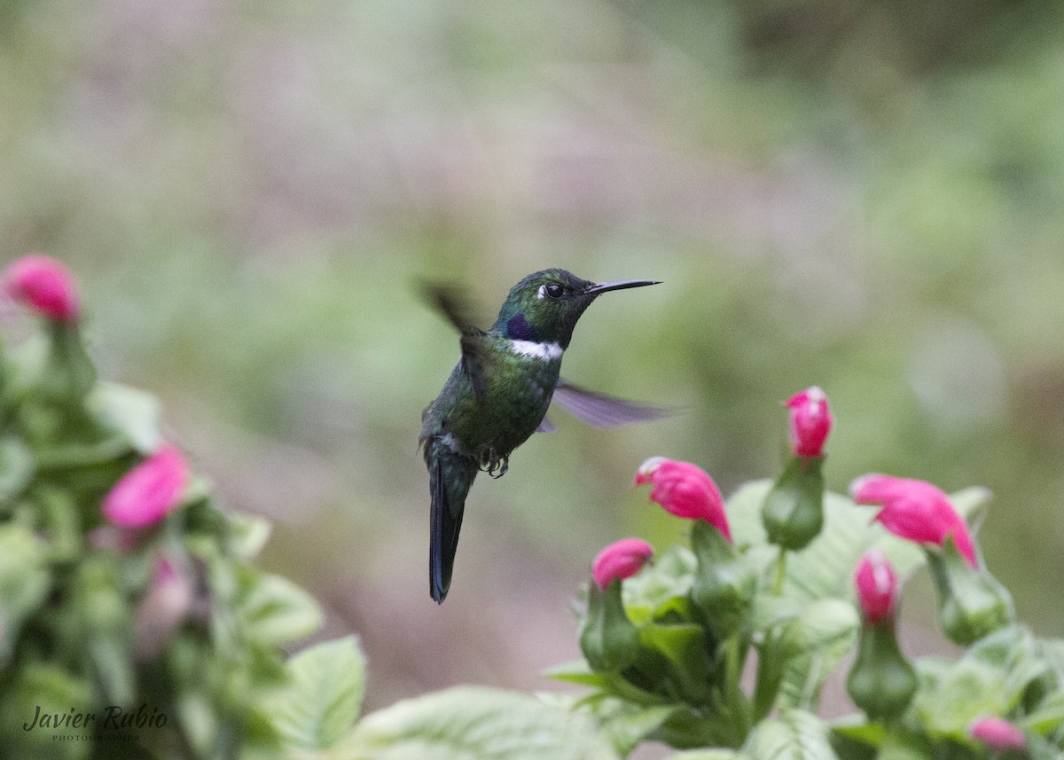 White-throated Daggerbill - ML380621841