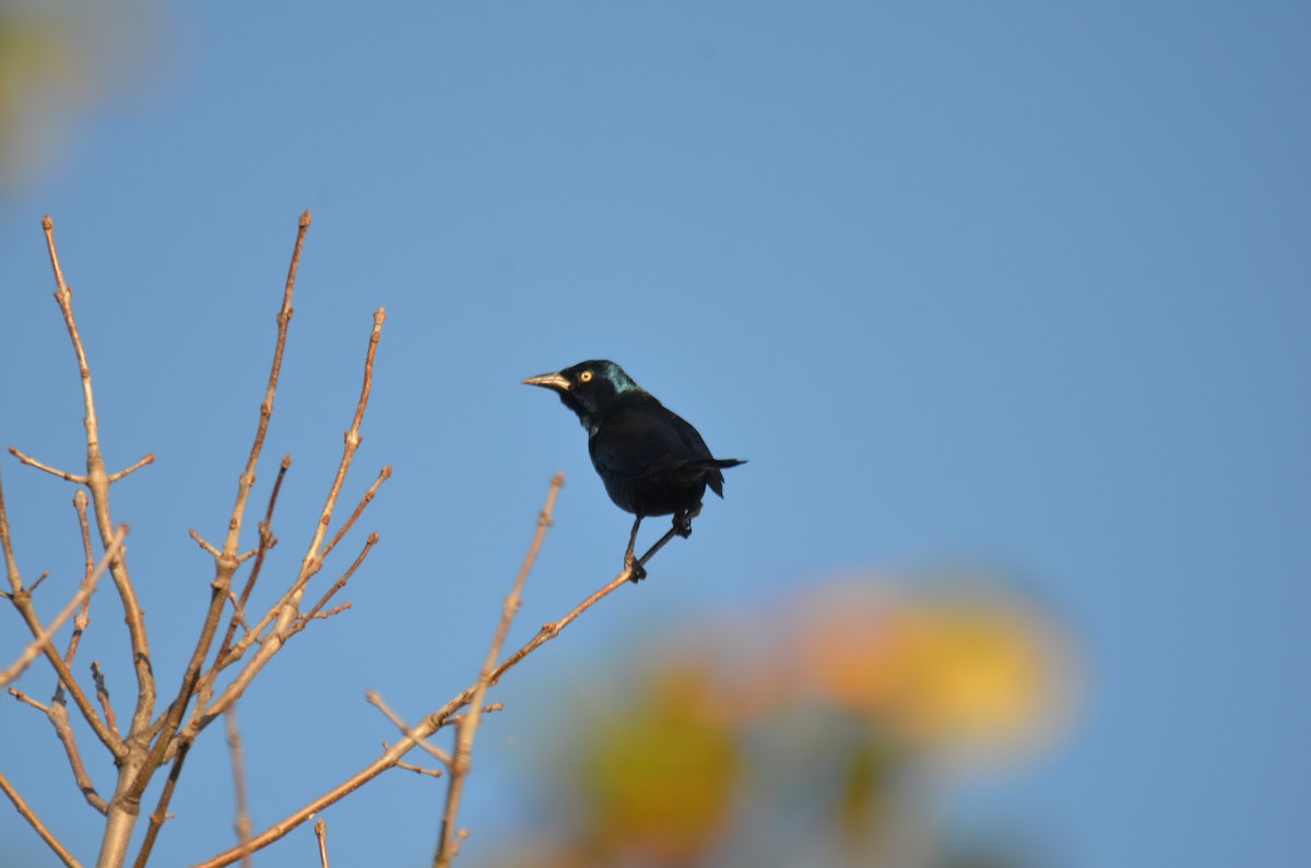 Common Grackle - ML380621951