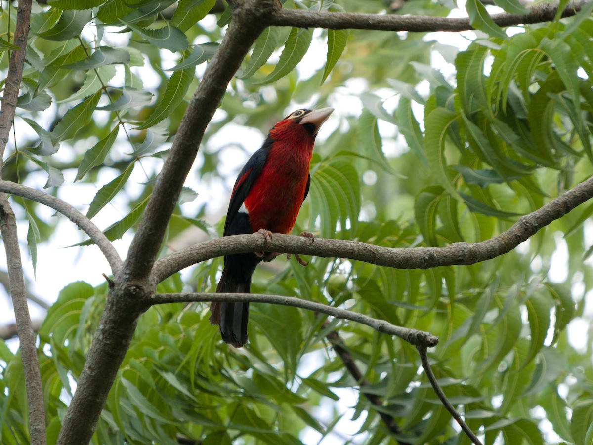 Doppelzahn-Bartvogel - ML380622151