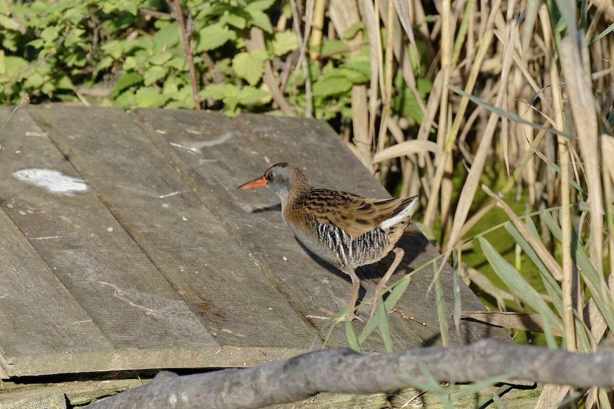 Water Rail - ML380622241