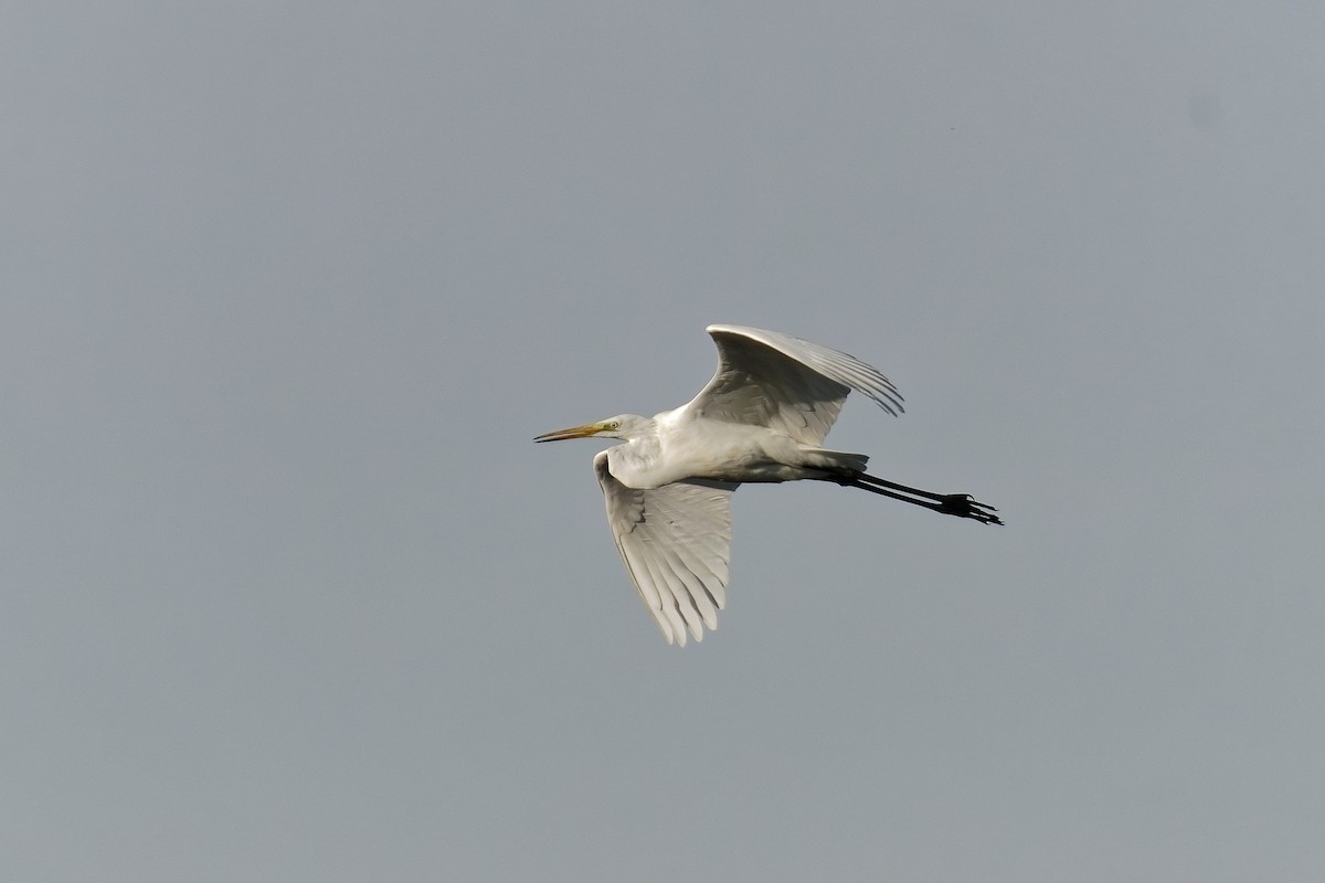 Great Egret - Holger Teichmann