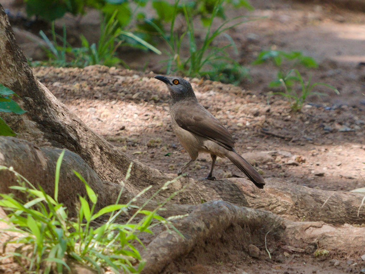 Brown Babbler - ML380622431