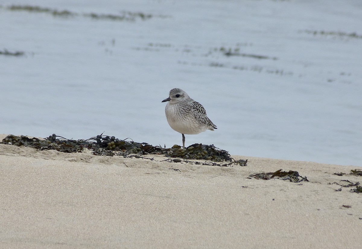 Black-bellied Plover - ML380623061