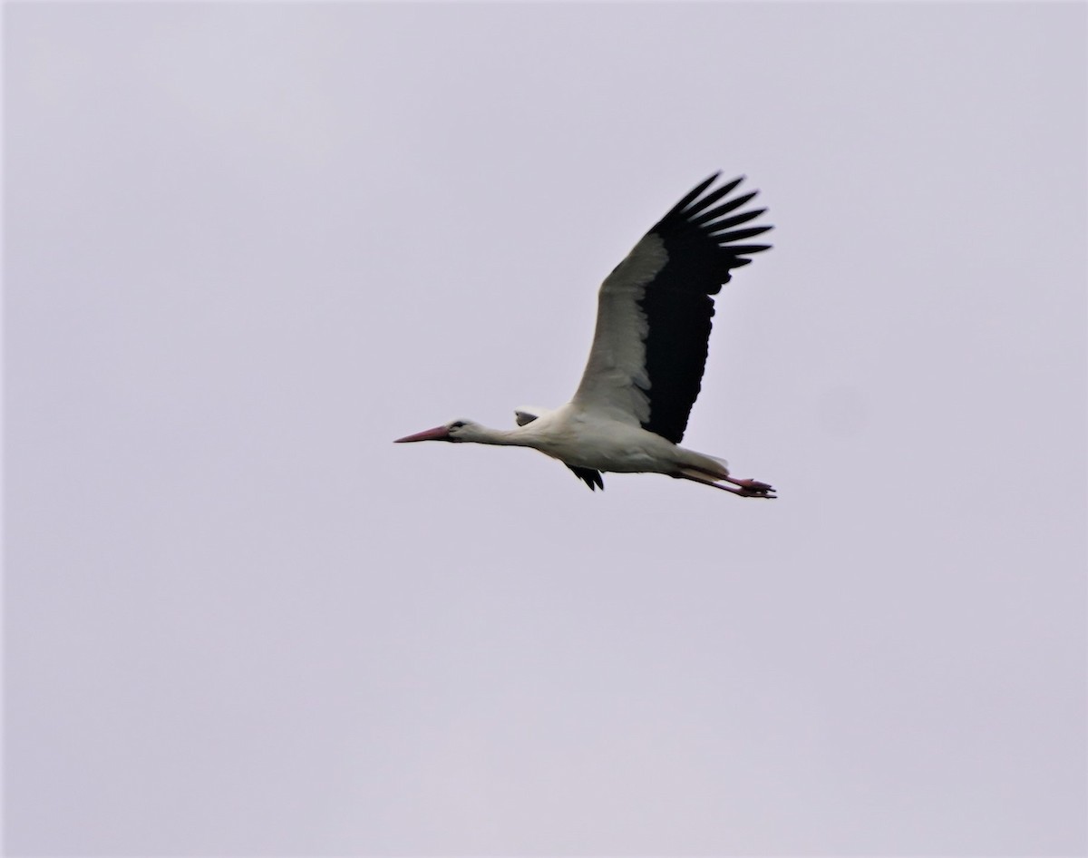 White Stork - ML380623481