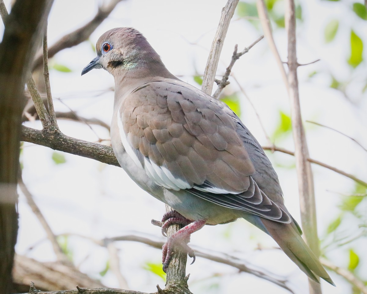 White-winged Dove - Susan Brickner-Wren