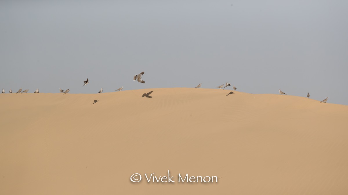 Eurasian Collared-Dove - Vivek Menon