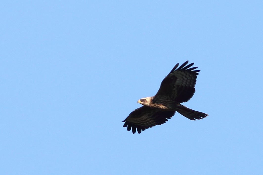 European Honey-buzzard - ML380624161