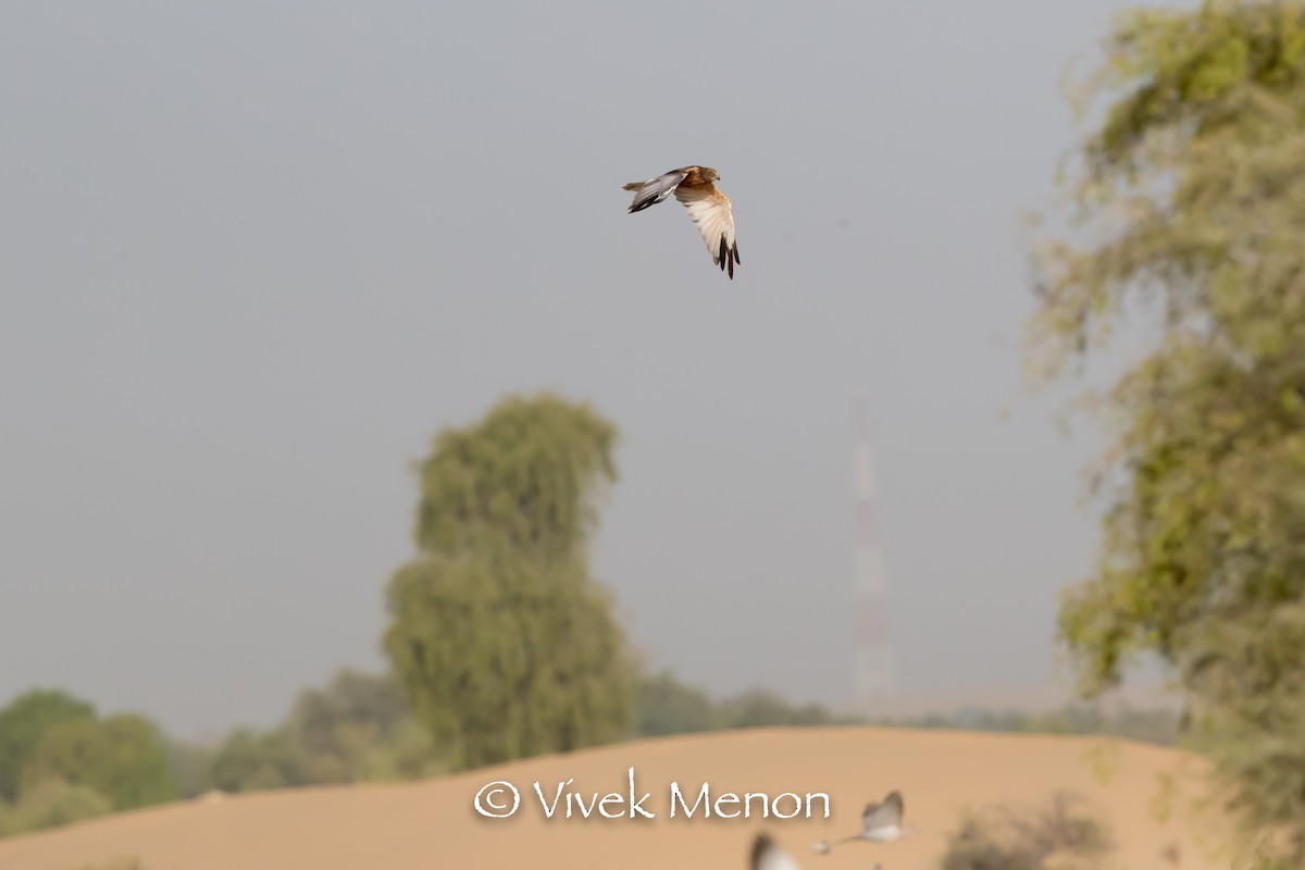 Montagu's Harrier - Vivek Menon