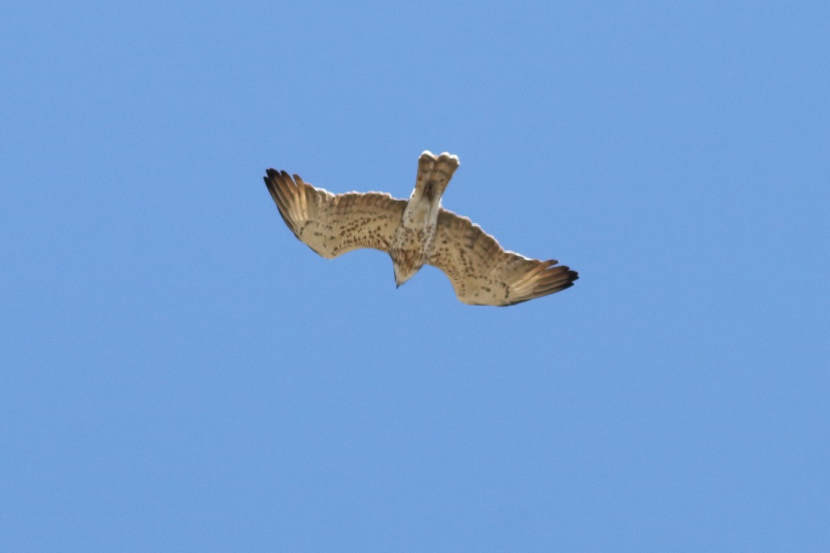 Short-toed Snake-Eagle - ML380624231