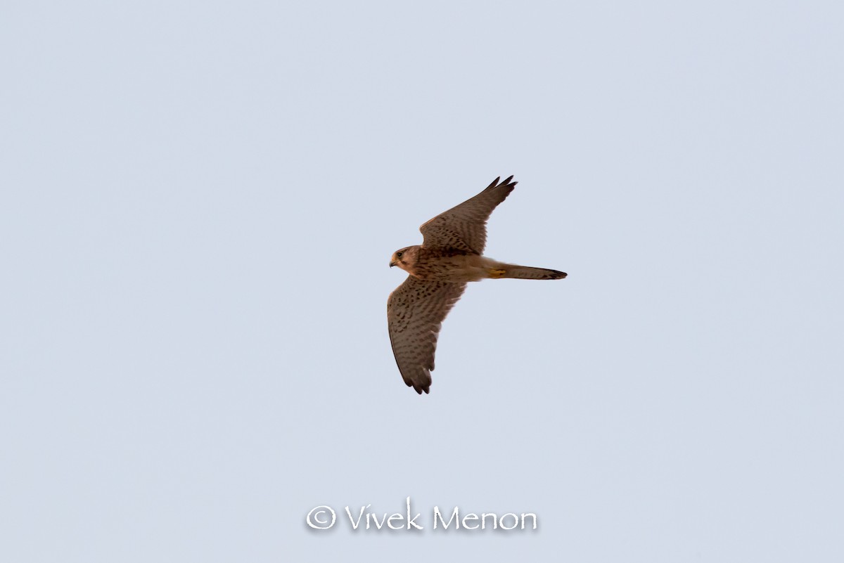 Eurasian Kestrel (Eurasian) - ML380624321