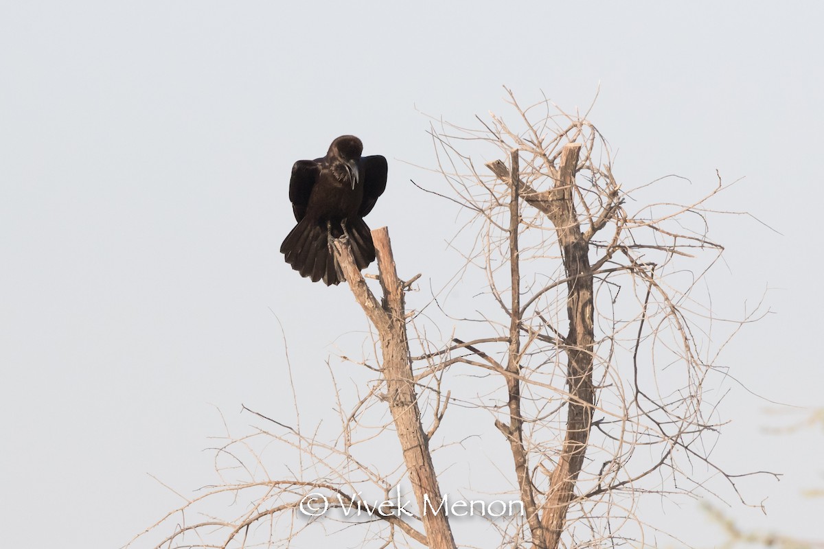 Brown-necked Raven - Vivek Menon