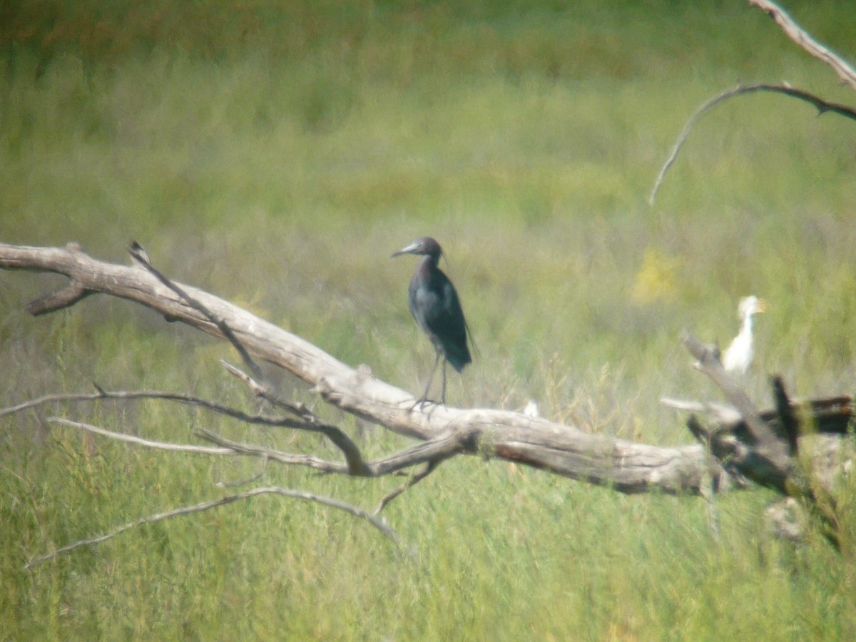 Little Blue Heron - ML38062611