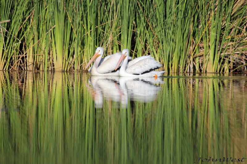 American White Pelican - ML380626341