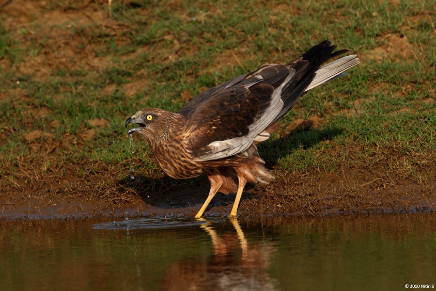 Western Marsh Harrier - Nitin Srinivasa Murthy