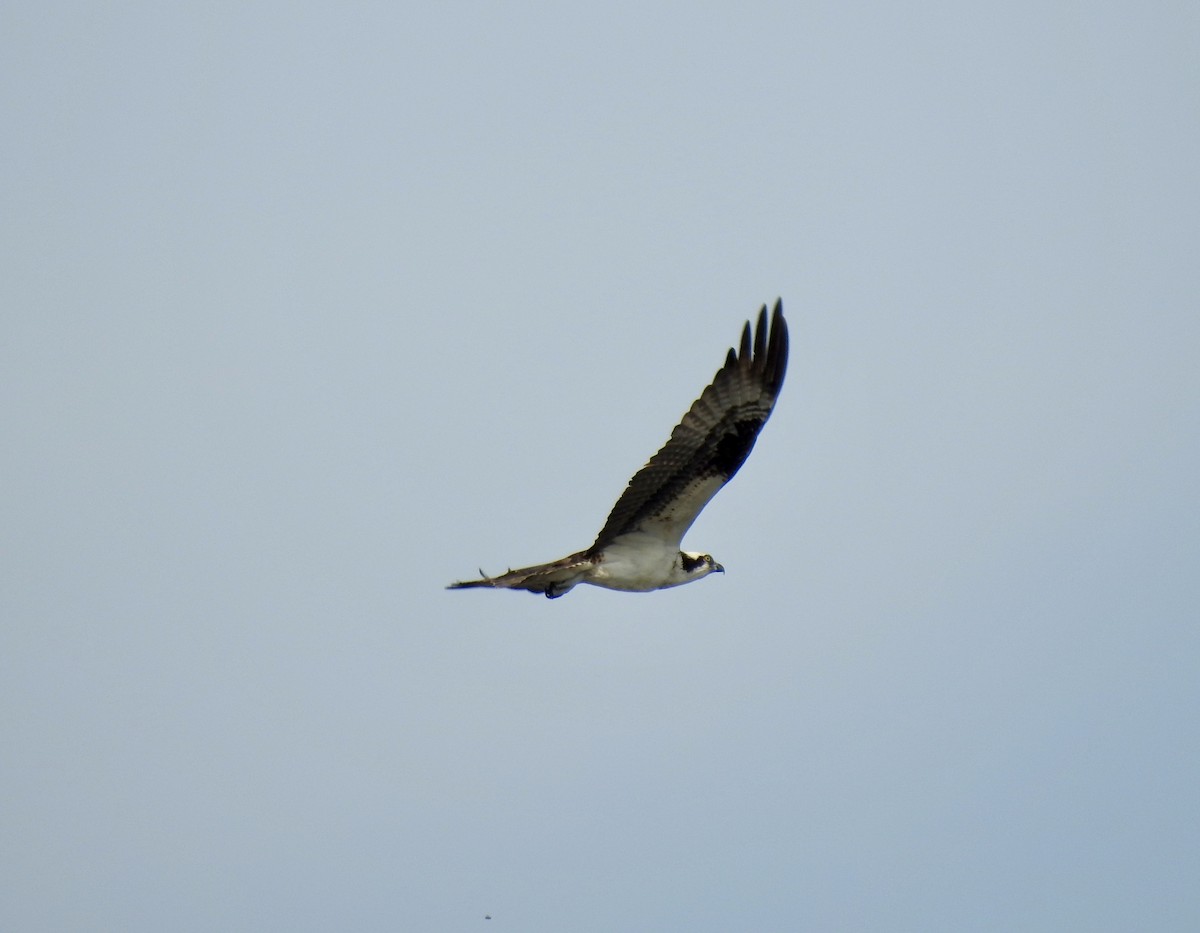 Balbuzard pêcheur - ML380627561