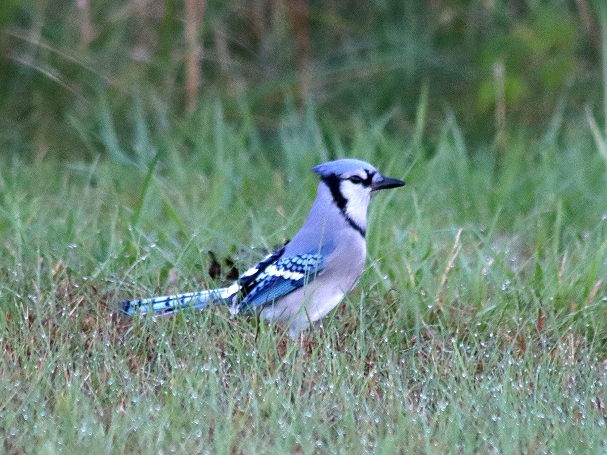 Blauhäher - ML380628081