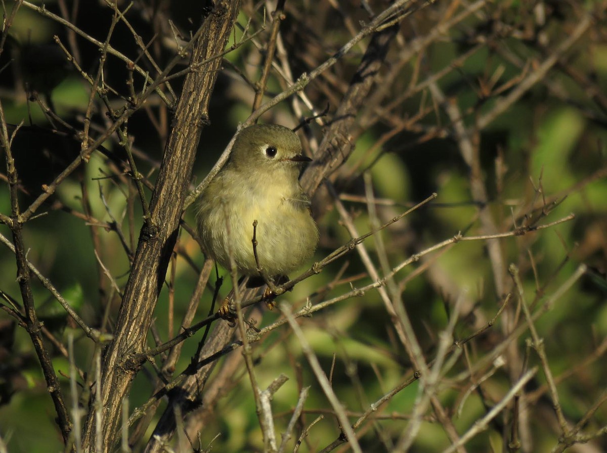 Ruby-crowned Kinglet - ML380628681