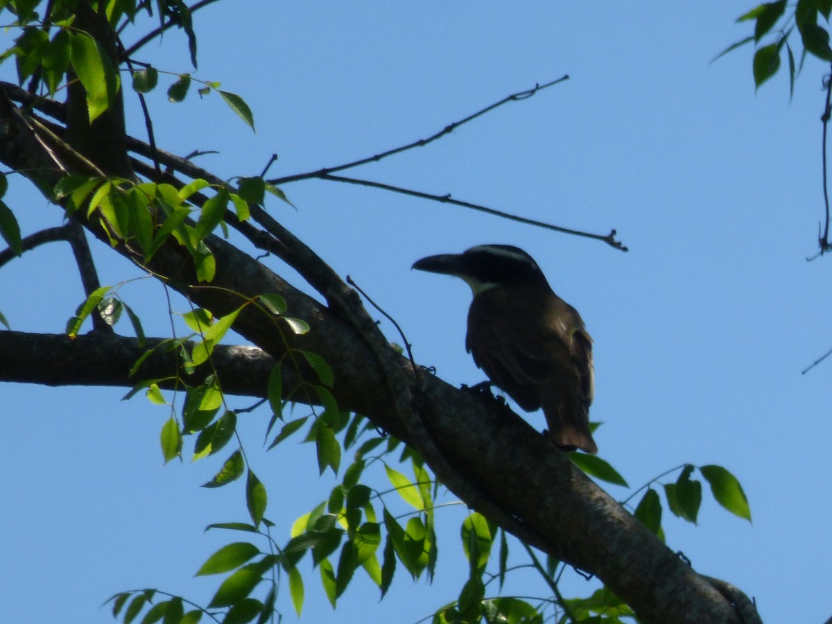 Boat-billed Flycatcher - Silvia Enggist