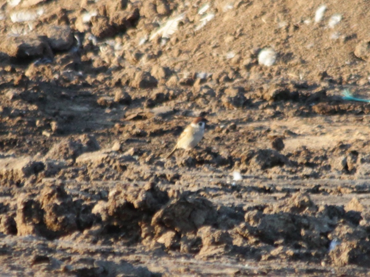 Eurasian Tree Sparrow - ML380629331