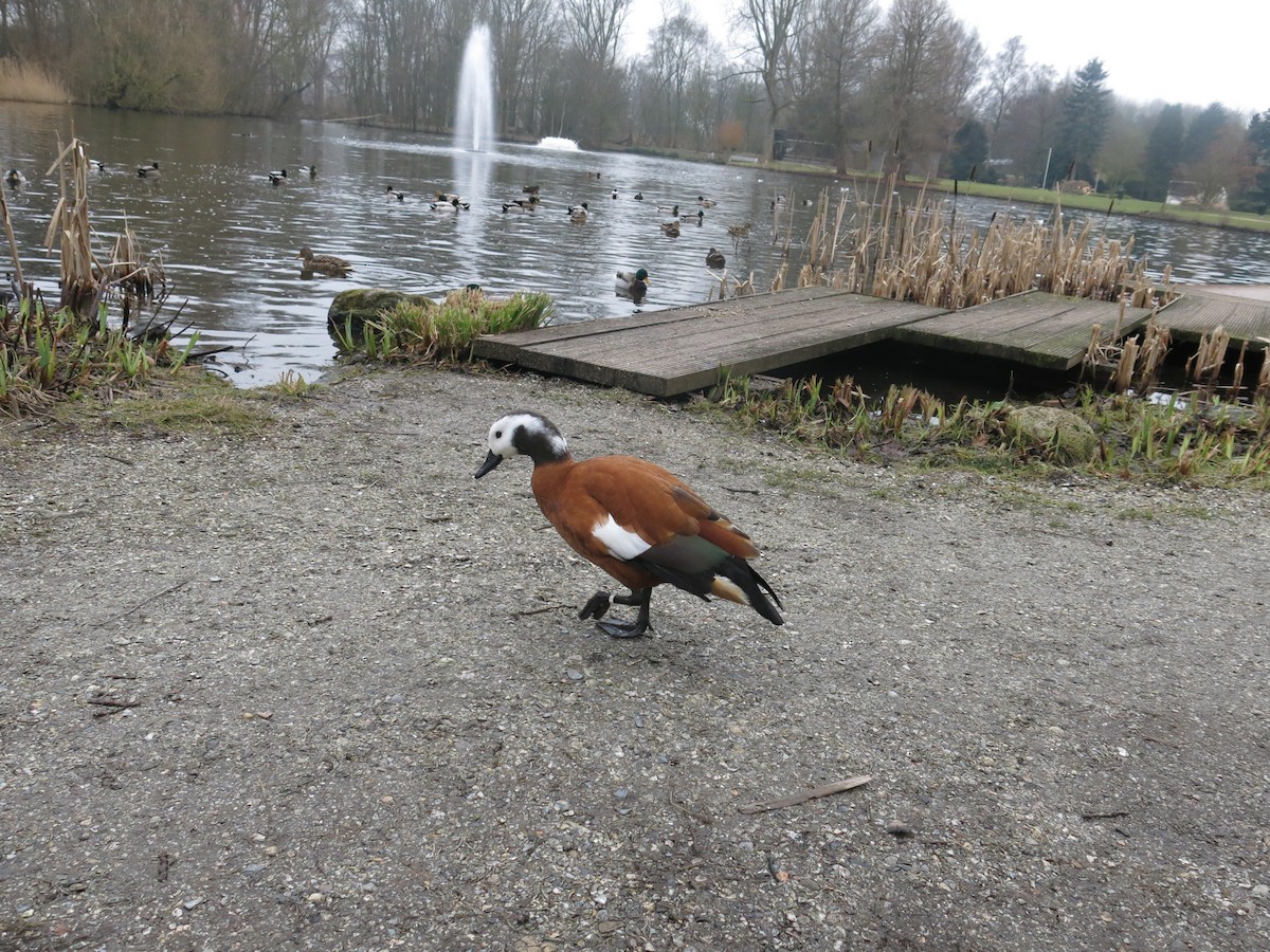 South African Shelduck - ML380629581