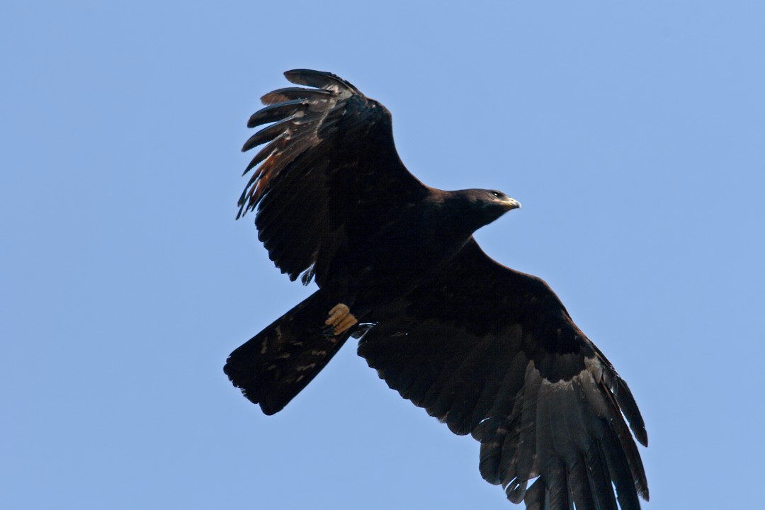 Black Eagle - Nitin Srinivasa Murthy