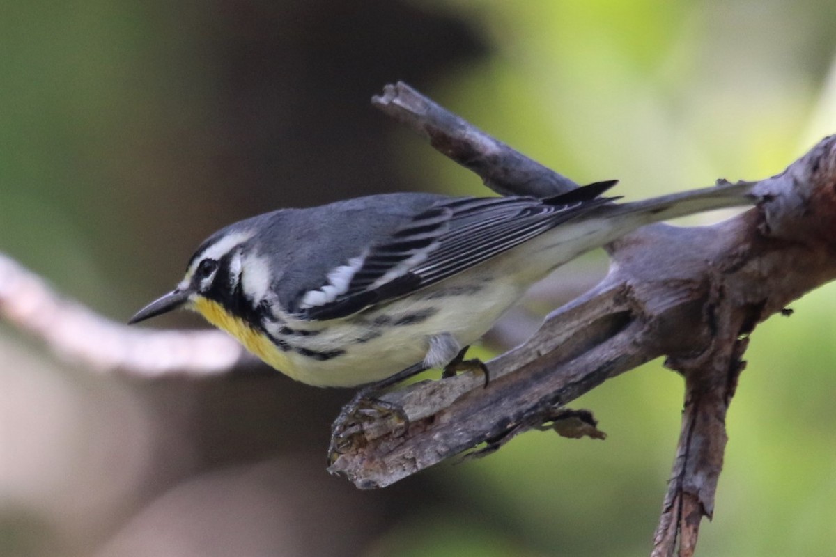Yellow-throated Warbler (albilora) - John Groskopf